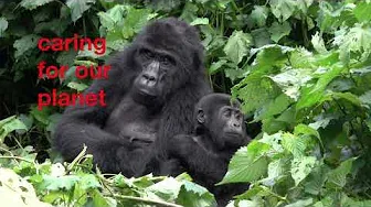 two gorillas one an adult and one a baby sitting in some bushes, there is text on the image saying 'caring for out planet'